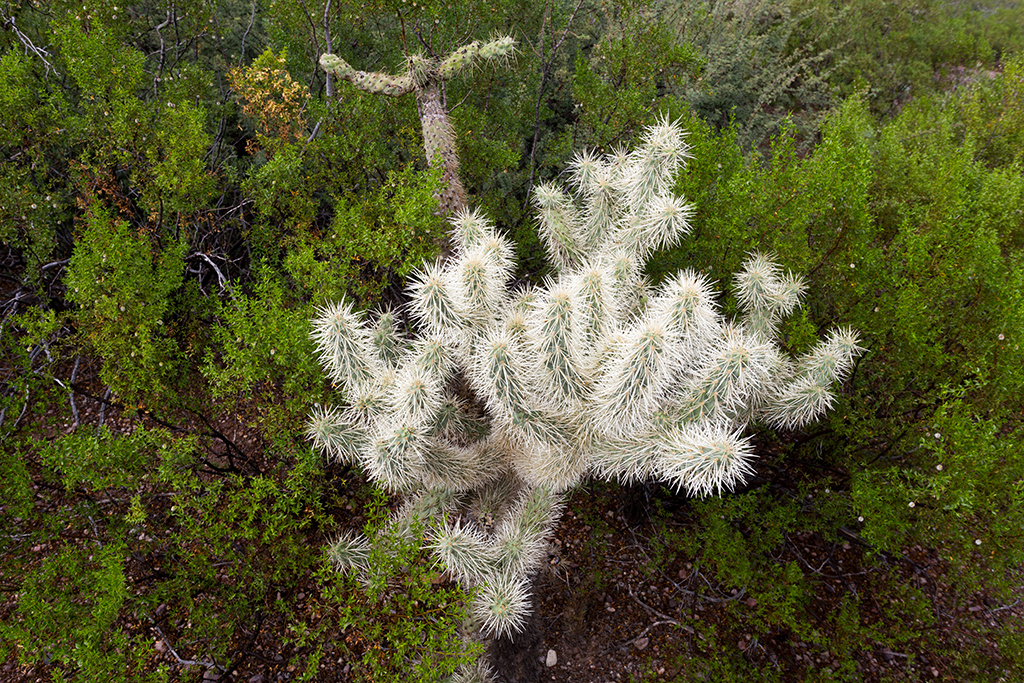 10-19 - 08.jpg - Organ Pipe Cactus National Monument